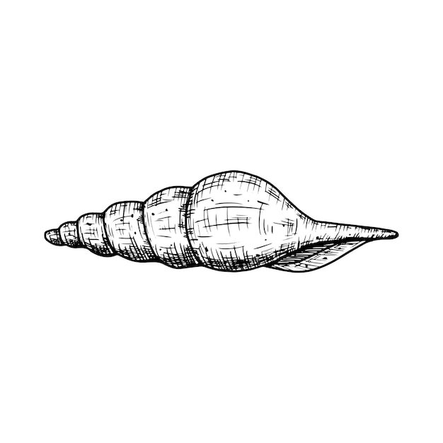 Ilustración vectorial de conchas marinas dibujada a mano aislada sobre un fondo blanco