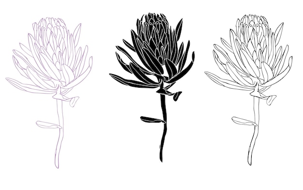 Ilustración vectorial de un conjunto de flores de protea de moda para el diseño de tarjetas o invitaciones