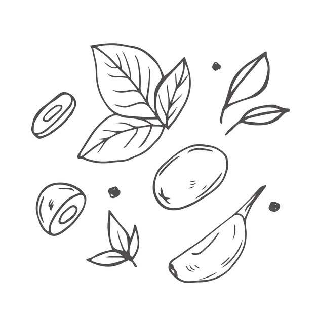 Ilustración vectorial Conjunto de hierbas hojas boceto dibujado a mano hierbas culinarias y especias arte de línea