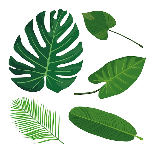 Ilustración vectorial Conjunto de hojas tropicales aisladas sobre un fondo blanco