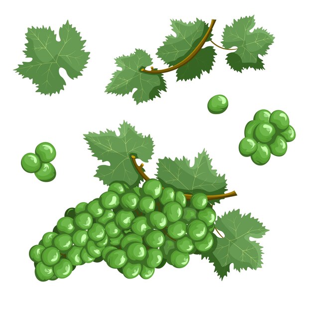 Vector ilustración vectorial del conjunto de uvas verdes