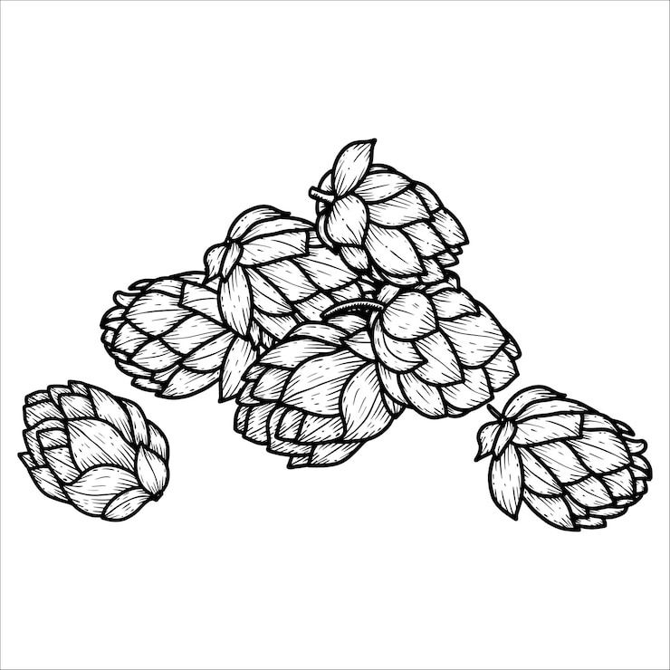 Vector ilustración vectorial de conos de lúpulo dibujados a mano