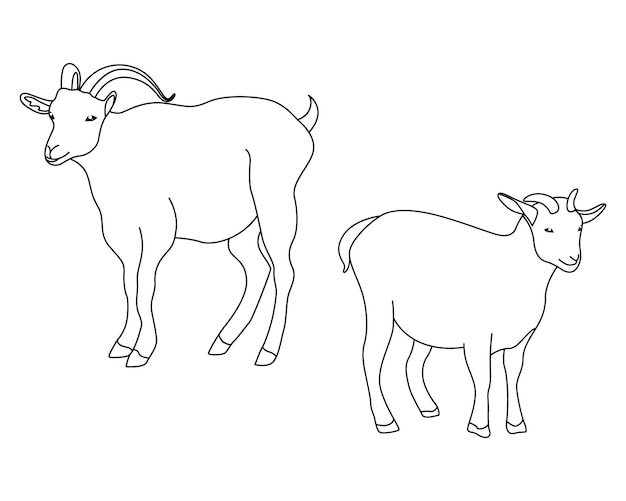 Ilustración vectorial del contorno de una cabra dibujando la línea de un animal doméstico