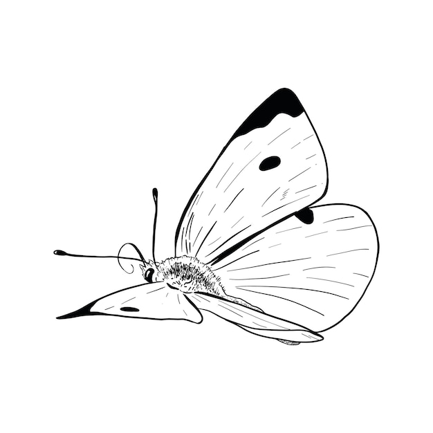 Ilustración vectorial del contorno de la mariposa blanca vista lateral aislada sobre un fondo blanco para