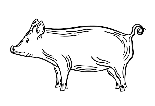 Vector ilustración vectorial de contorno negro de cerdo ilustración vectoria de contorno de cerdo silhueta de grabado de línea de arte de cerdo