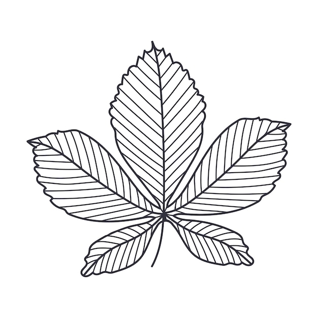 Ilustración vectorial del contorno o del contorno de la hoja de castaño de otoño dibujada a mano