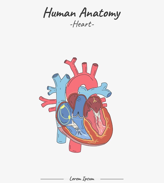 Vector ilustración vectorial del corazón de la anatomía humana