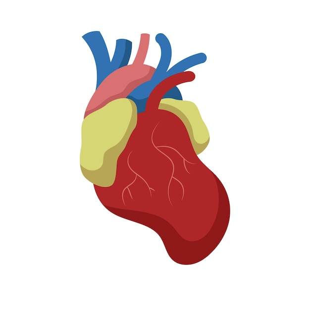 Ilustración vectorial del corazón humano Ilustración de fondos blancos de los órganos del cuerpo