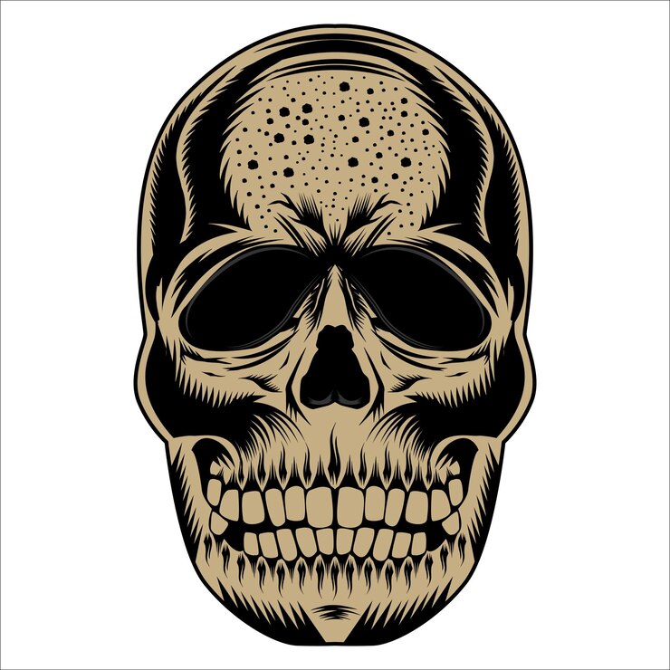 Ilustración vectorial del cráneo