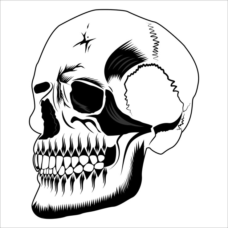 Ilustración vectorial del cráneo