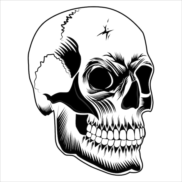 Ilustración vectorial del cráneo