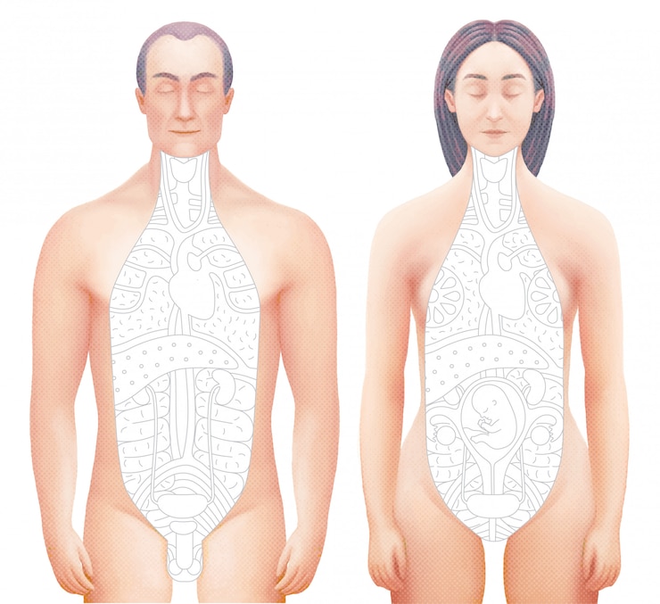 Vector ilustración vectorial de cuerpos seccionados de hombre y mujer.