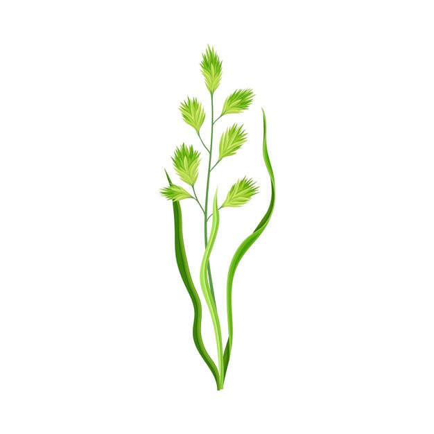 Ilustración vectorial de cultivos de cereales o especies de cereales y hierba cultivada en el tallo con inflorescencias