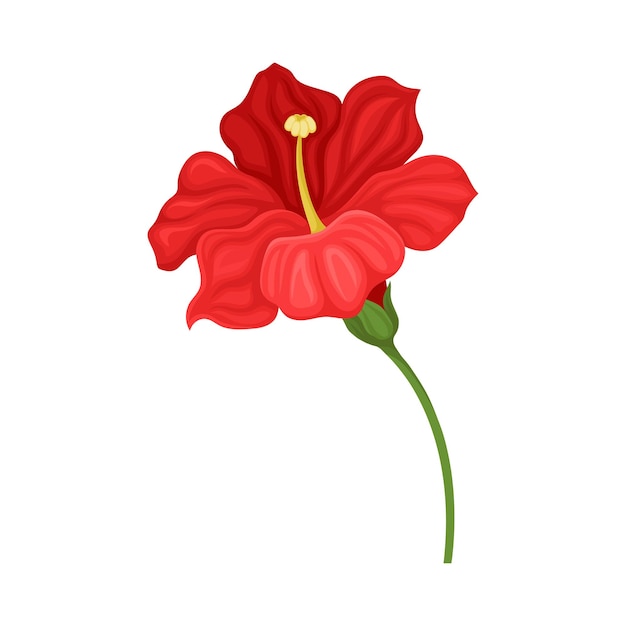 Ilustración vectorial detallada de la flor del hibisco en plena floración