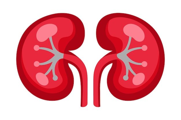 Ilustración vectorial detallada de los riñones que muestra la precisión anatómica y artística