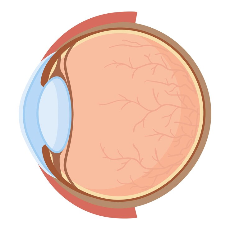 Vector ilustración vectorial detallada de una sección transversal del ojo humano que muestra estructuras anatómicas
