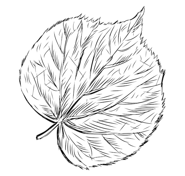 Ilustración vectorial dibujada a mano aislada en blanco
