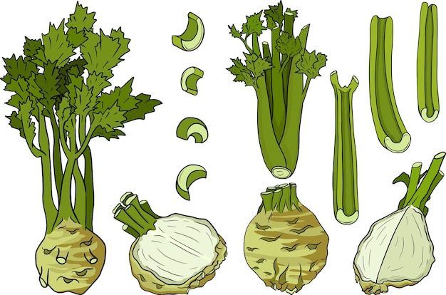 Vector ilustración vectorial dibujada a mano de apio vegetal en estilo boceto mercado agrícola