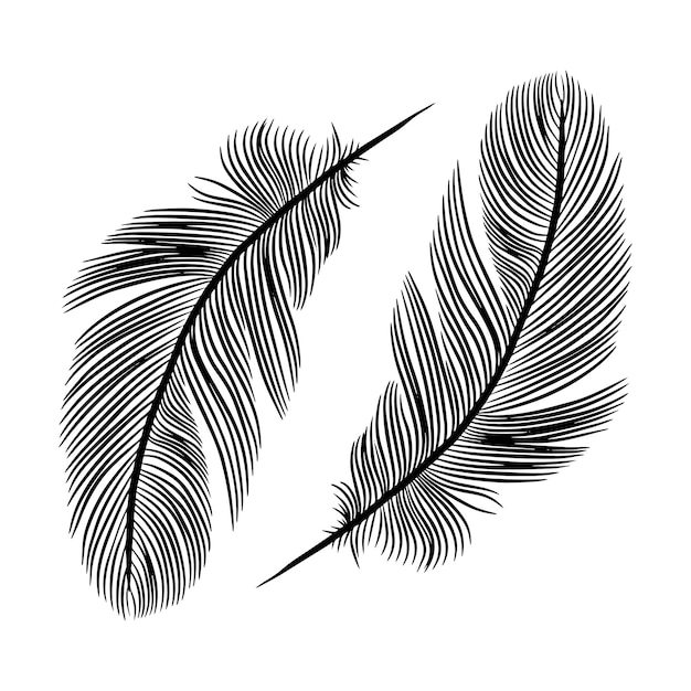 Ilustración vectorial dibujada a mano en blanco y negro con plumas Plumas negras sobre un fondo blanco