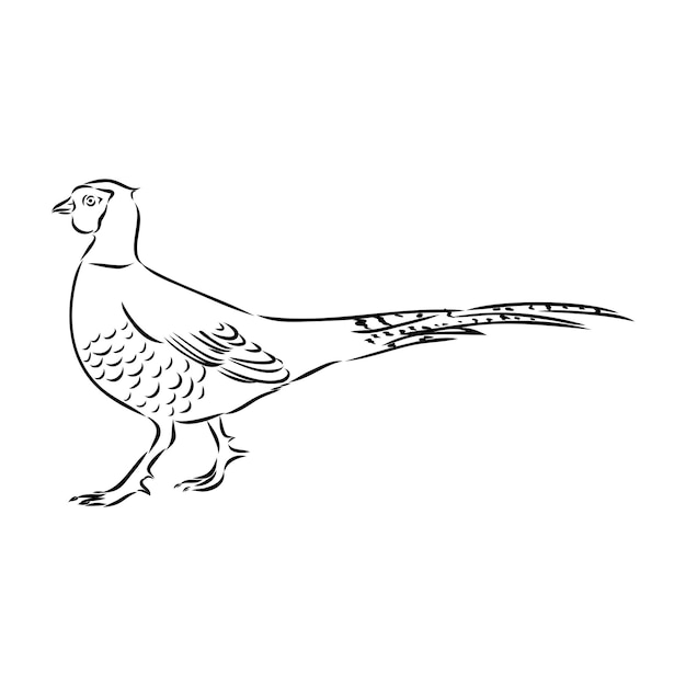 Ilustración vectorial dibujada a mano de un boceto de faisán aislado sobre un fondo blanco