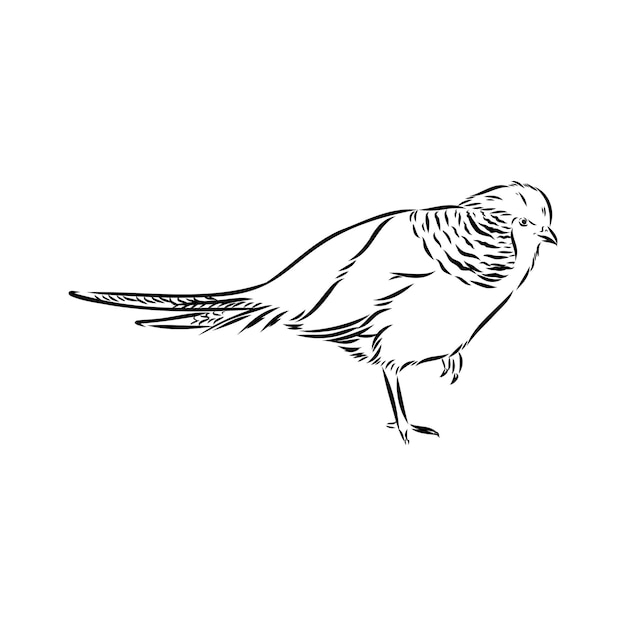 Ilustración vectorial dibujada a mano de un boceto de faisán aislado sobre un fondo blanco