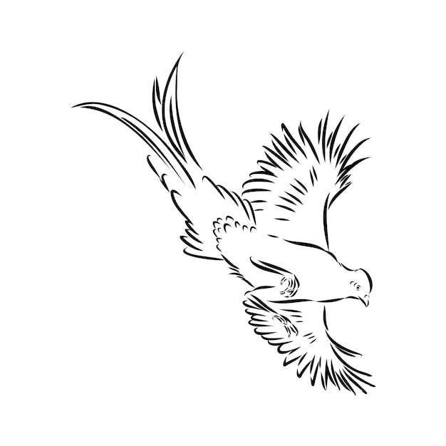 Ilustración vectorial dibujada a mano de un boceto de faisán aislado sobre un fondo blanco