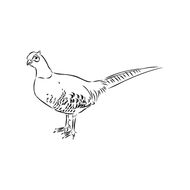 Ilustración vectorial dibujada a mano de un boceto de faisán aislado sobre un fondo blanco
