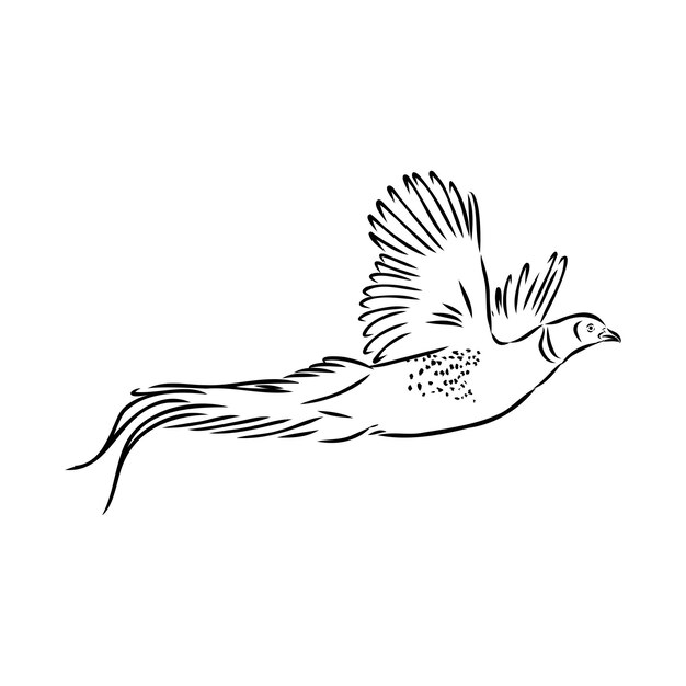 Ilustración vectorial dibujada a mano de un boceto de faisán aislado sobre un fondo blanco