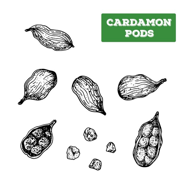 Ilustración vectorial dibujada a mano de cardamomo Dibujo aislado de cardamomo Ilustración grabada Colección de especias de cardamomo Blanco y negro