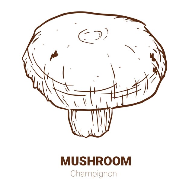 Ilustración vectorial dibujada a mano de Champignon dibujo de setas aislado sobre fondo blanco