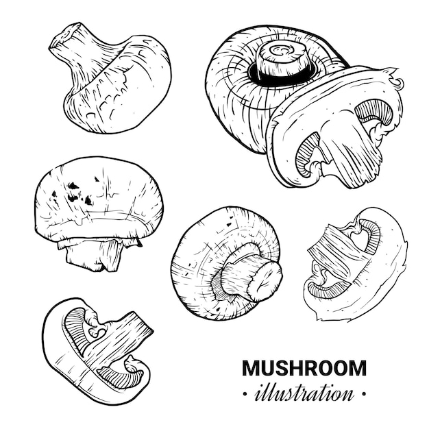 Ilustración vectorial dibujada a mano del conjunto de set de setos dibujo de setos
