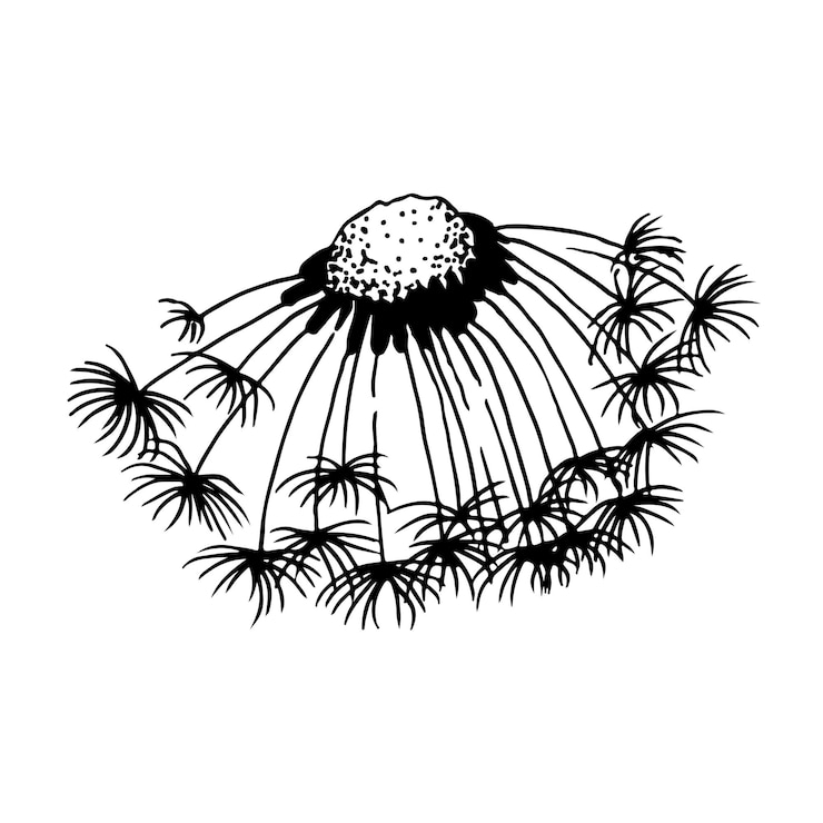 Vector ilustración vectorial dibujada a mano de un diente de león soplando