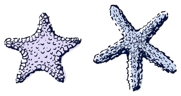 Ilustración vectorial dibujada a mano de dos bocetos de estrellas de mar aislados en blanco.