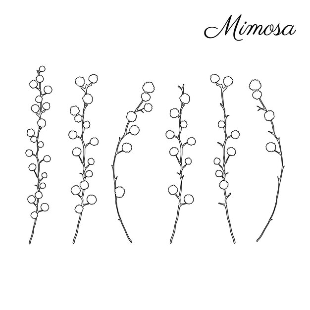Ilustración vectorial dibujada a mano de la flor de mimosa aislada en fondo blanco con tinta y dibujos en línea negra
