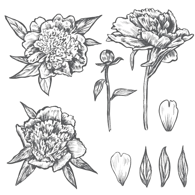 Ilustración vectorial dibujada a mano de flores de peonía, brotes de hojas y pétalos aislados en