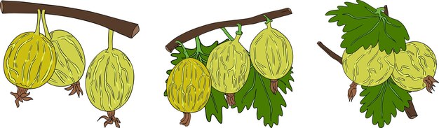 Ilustración vectorial dibujada a mano de la grosella.