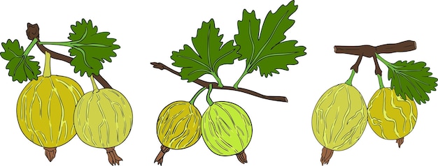 Ilustración vectorial dibujada a mano de la grosella.