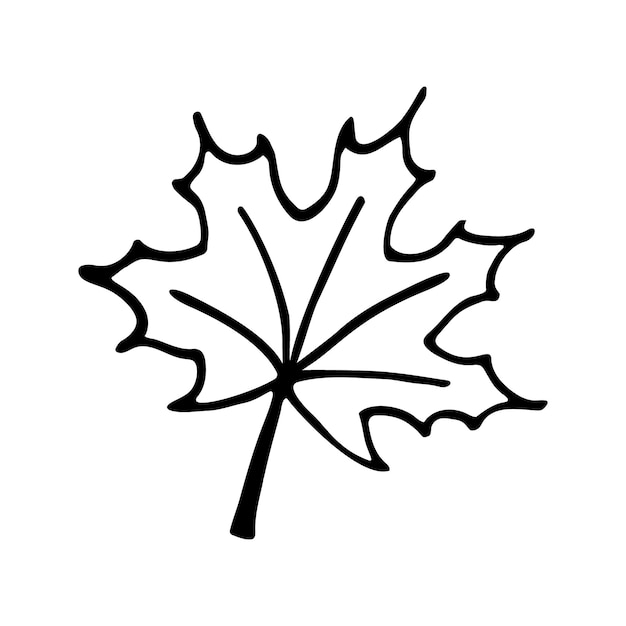 Ilustración vectorial dibujada a mano de la hoja de arce de Doodle