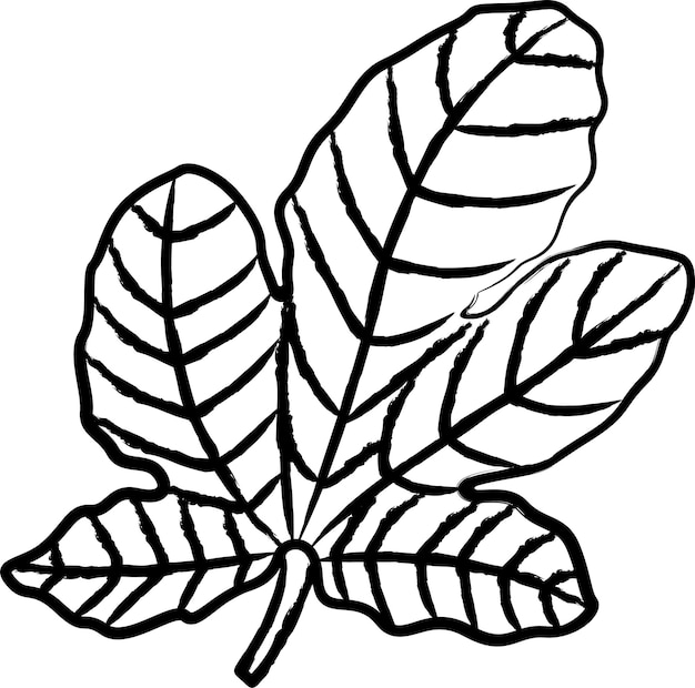 Ilustración vectorial dibujada a mano de la hoja de higo