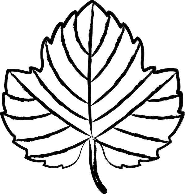 Ilustración vectorial dibujada a mano de la hoja de uva