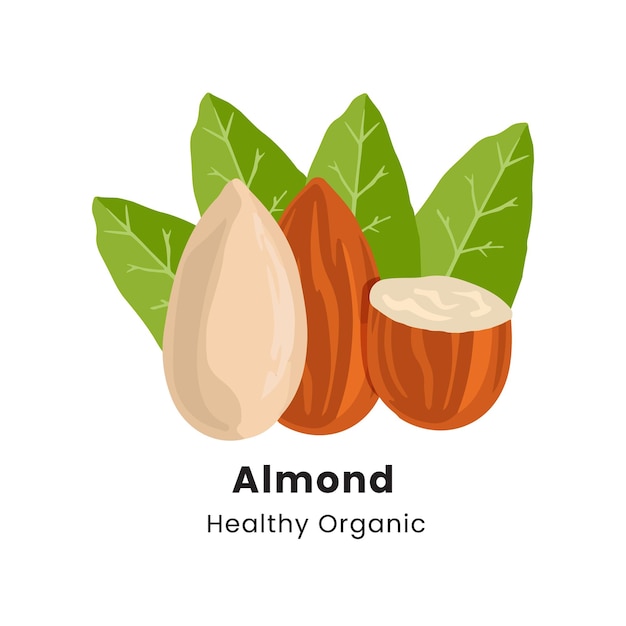 Ilustración vectorial dibujada a mano de las nueces de almendra