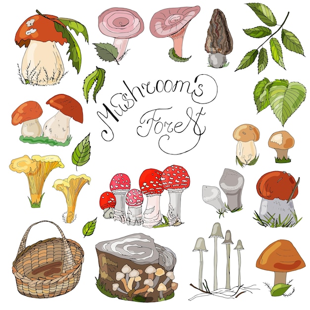 Ilustración vectorial dibujada a mano de setas boletus chanterelle boletus amarillo boletus áspero russula coral lechoso ilustración vectorial aislada natural sobre un fondo blanco alimentos frescos saludables