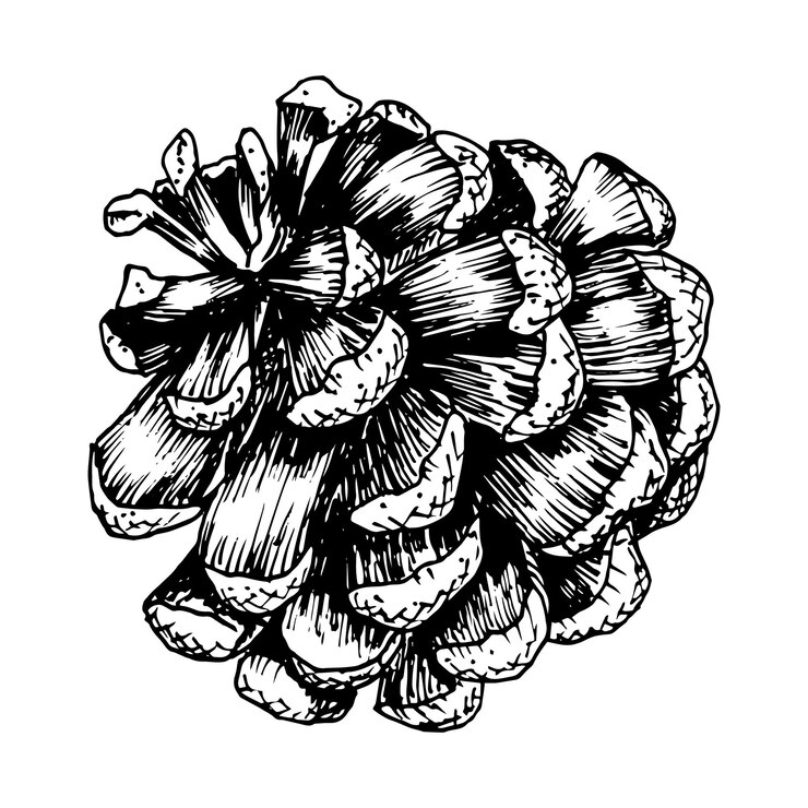 Vector ilustración vectorial dibujada a mano con tinta elemento de árbol de bosque de coníferas de hoja perenne clipart decorativo para navidad año nuevo imprime embalaje de productos ecológicos