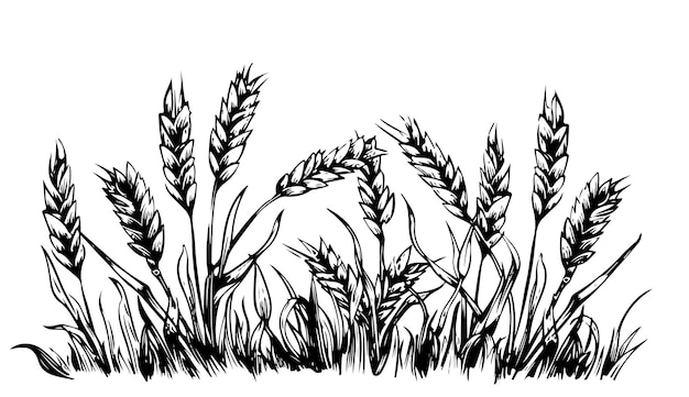 Ilustración vectorial dibujada a mano de trigo aislado en blanco