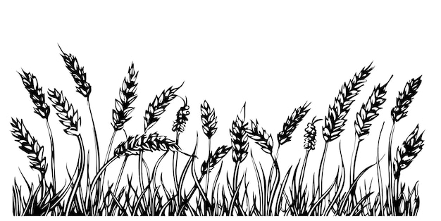 Ilustración vectorial dibujada a mano de trigo aislado sobre un fondo blanco
