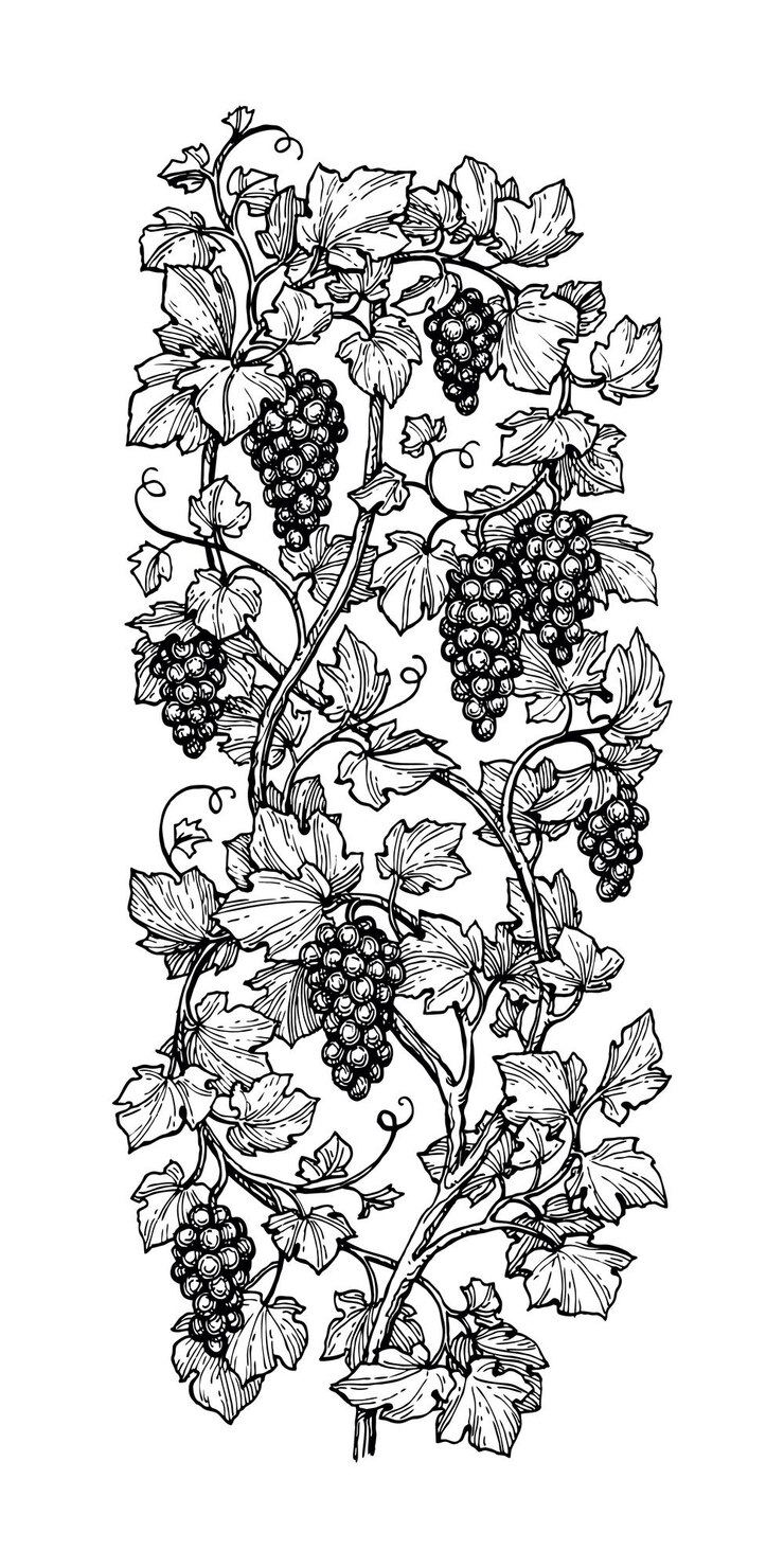 Vector ilustración vectorial dibujada a mano de las uvas