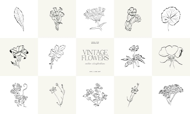 Ilustración vectorial de dibujo de bocetos dibujados a mano de flores de plantas botánicas mínimas