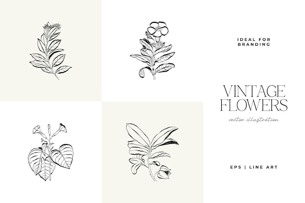 Ilustración vectorial de dibujo de bocetos dibujados a mano de flores de plantas botánicas mínimas