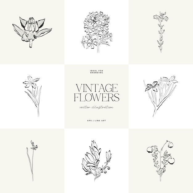 Ilustración vectorial de dibujo de bocetos dibujados a mano de flores de plantas botánicas mínimas