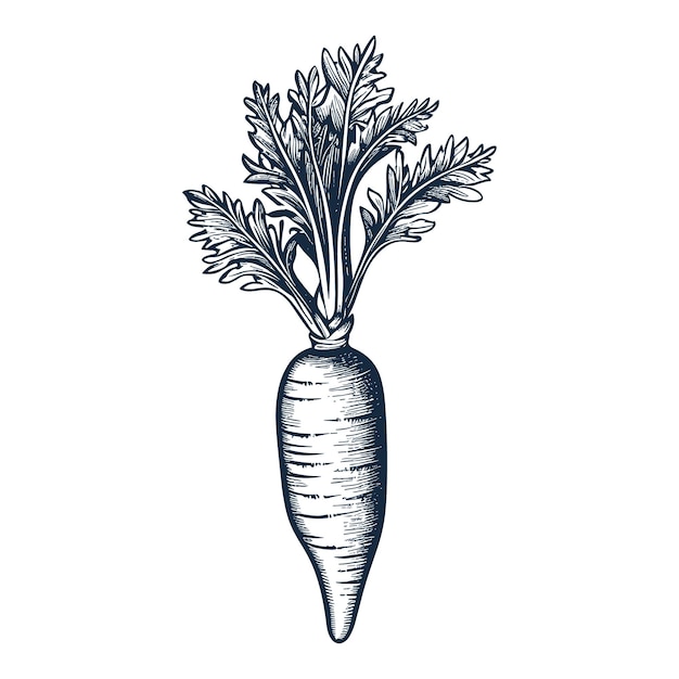Ilustración vectorial de dibujo de estilo grabado en madera de zanahoria